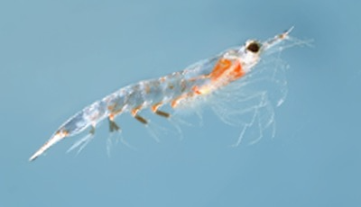 Krill Shrimp